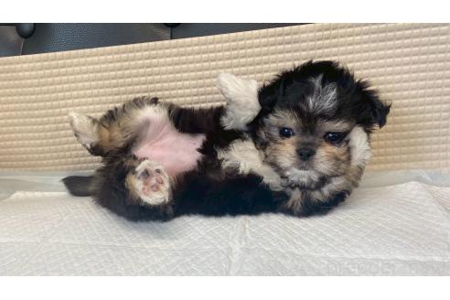商談中の兵庫県のチワマル:チワワ×マルチーズ-391731の11枚目